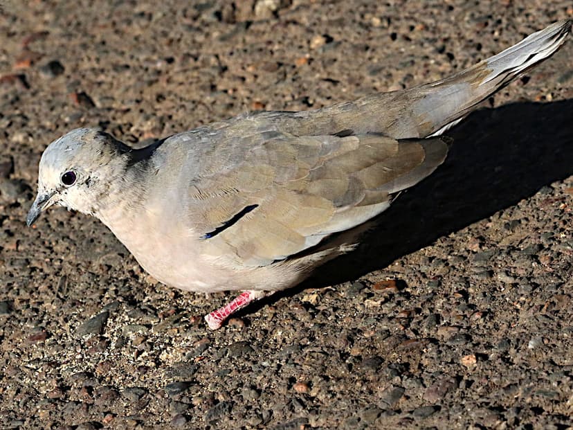 File:Columbina picui-dorsal.jpg - Wikipedia