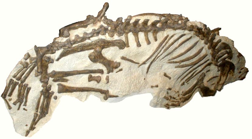File:Enaliarctos mealsi (cropped).JPG - Wikipedia