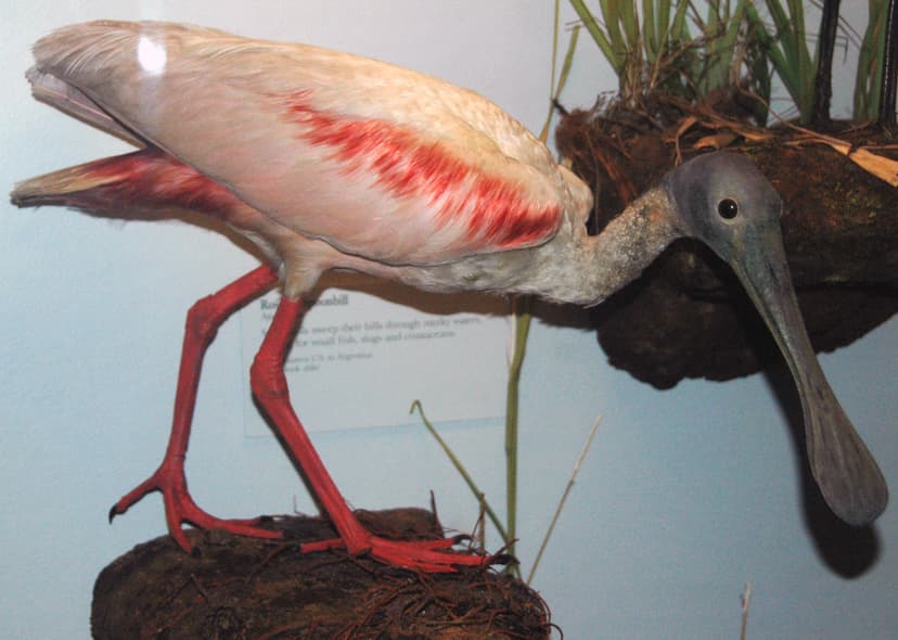 File:Ajaja ajaja (roseate spoonbill) 1.jpg - Wikimedia Commons