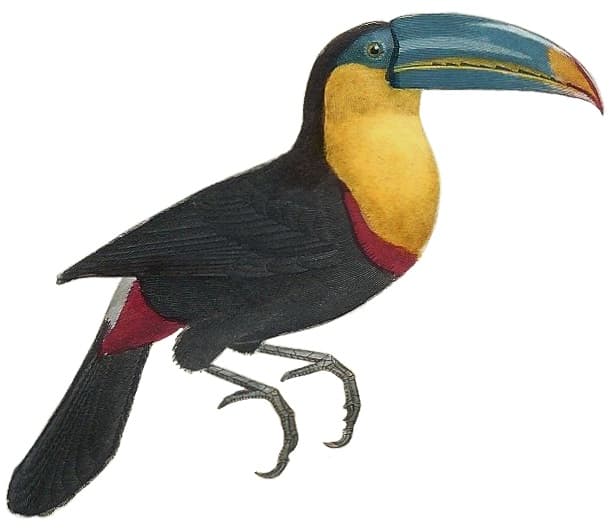File:Cuvier-54-Toucan à carène.jpg - Wikipedia
