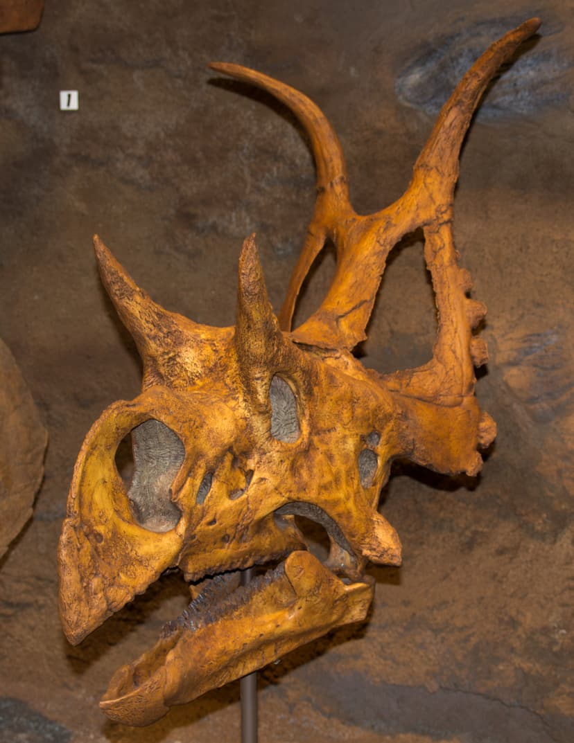 File:Diabloceratops skull.jpg - Wikipedia