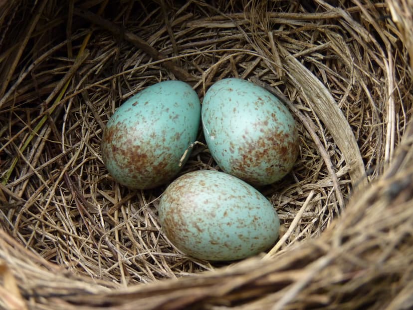 File:Blackbird nest with 3 eggs.jpg - Wikimedia Commons