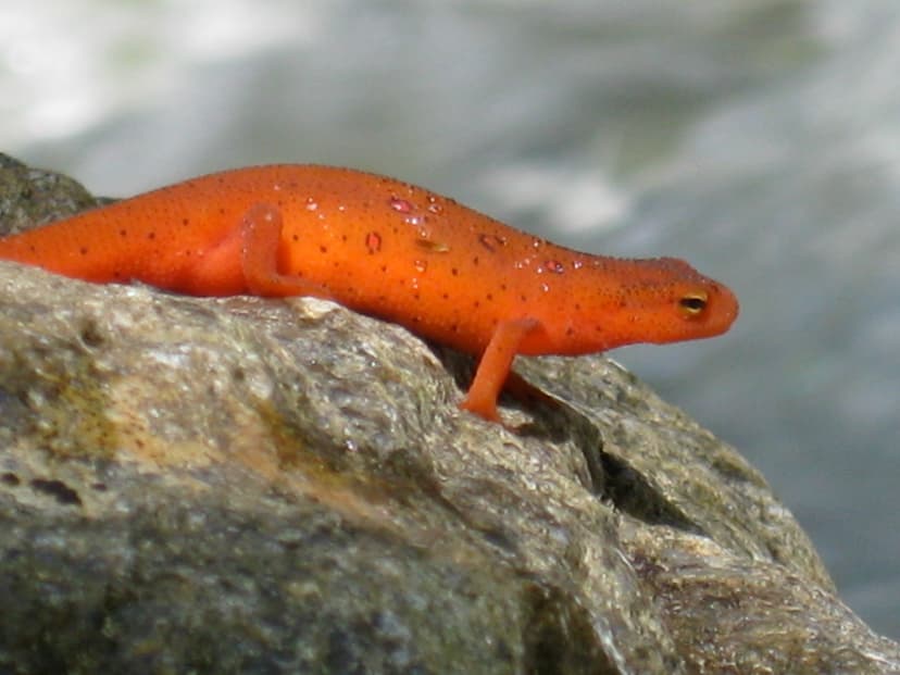 Archivo:Cohutta Wilderness Salamander.jpg - Wikipedia, la ...