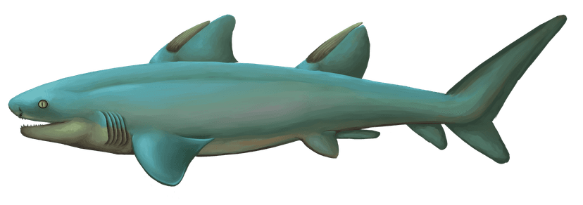 File:Ctenacanthus concinnus.png - Wikipedia