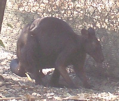 File:Black Wallaroo.JPG - Wikipedia