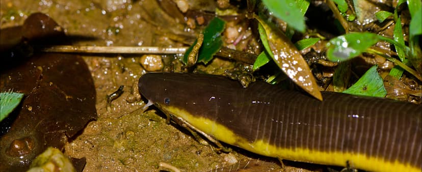 File:Ichthyophis davidi--kuveshi.jpg - Wikimedia Commons