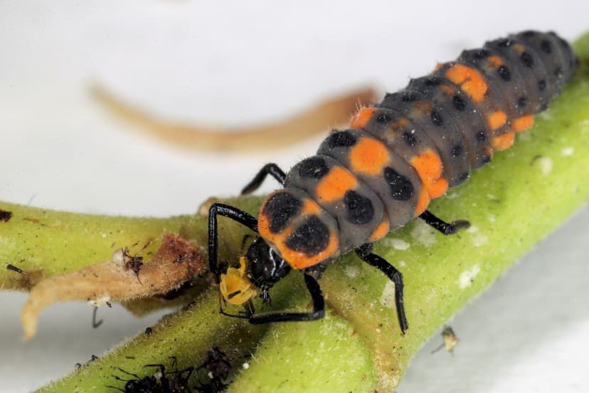 File:Sa lady-beetle-larva.jpg - Wikipedia