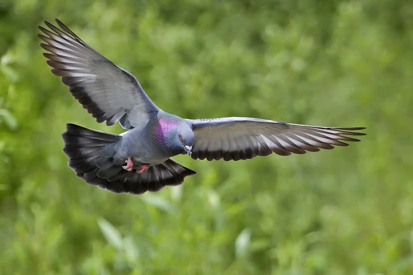File:Rock dove - natures pics.jpg - Wikipedia