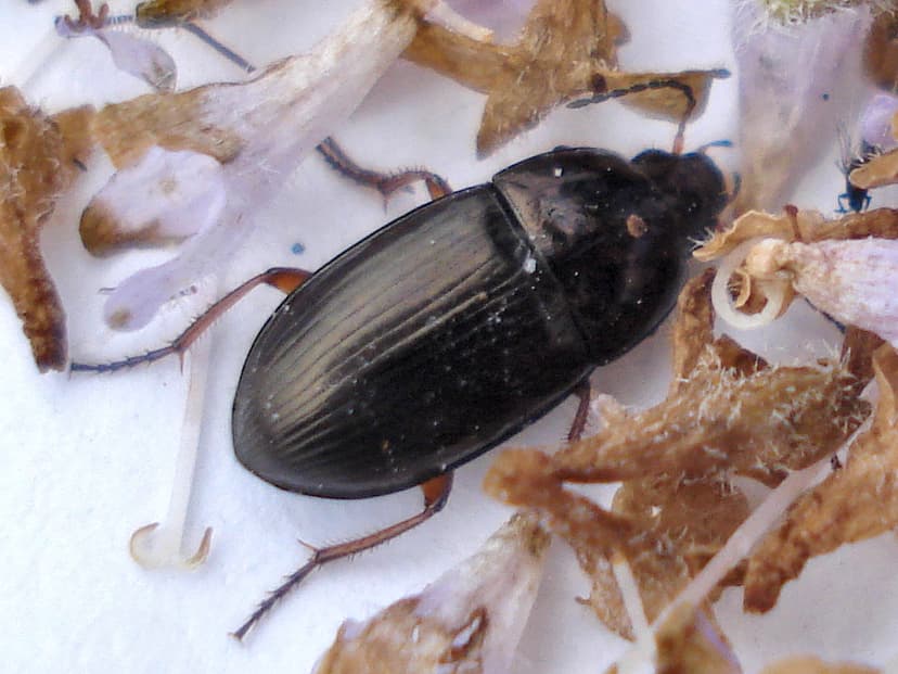 File:Coleoptera - Amara sp. (2814218459).jpg - Wikimedia Commons