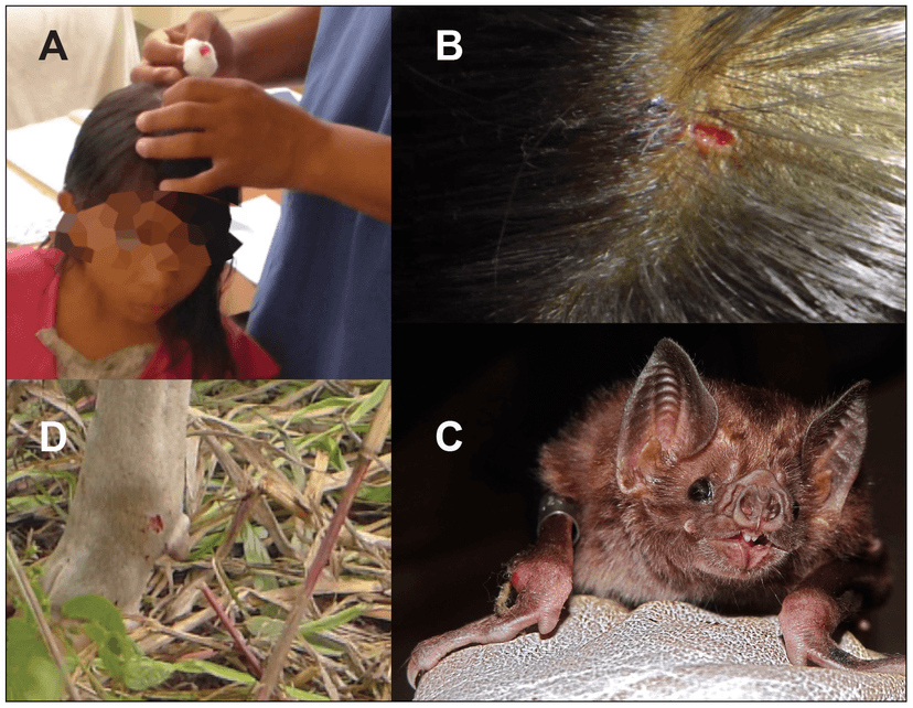 File:Vampire bats and rabies.png - Wikimedia Commons