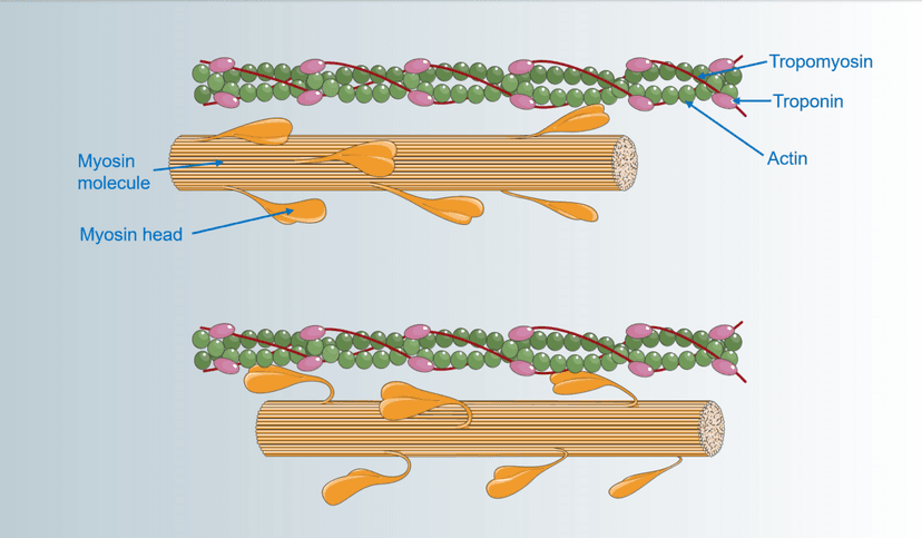 Asynchronous muscles - Wikipedia