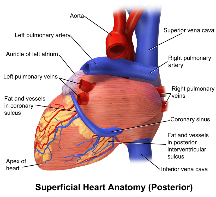File:Blausen 0456 Heart Posterior.png - Wikimedia Commons