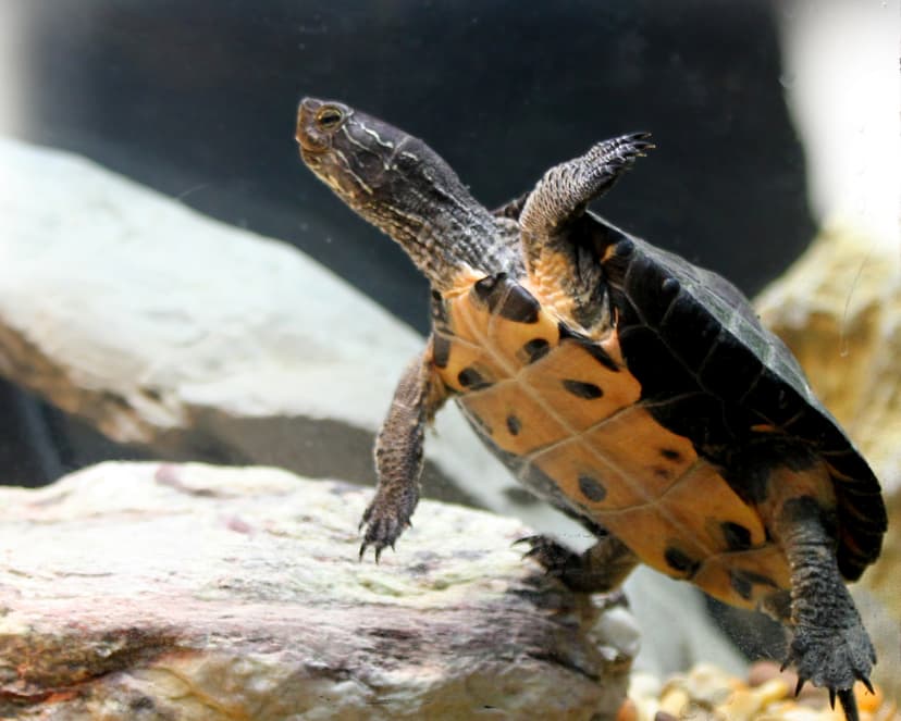 File:Kwangtung Turtle (Mauremys nigricans).JPG - Wikipedia