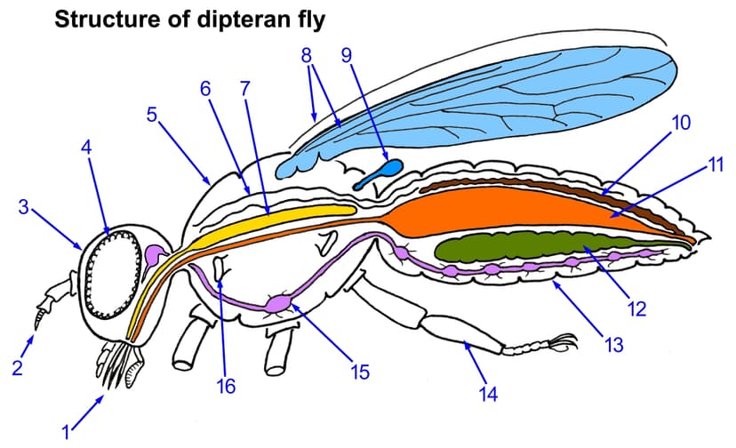 File:Dipteran-fly-structure.jpg - Wikimedia Commons