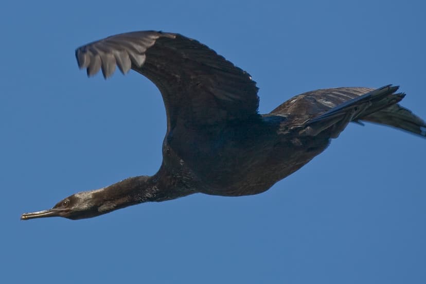 File:Pelagic Cormorant flying.jpg - Wikimedia Commons