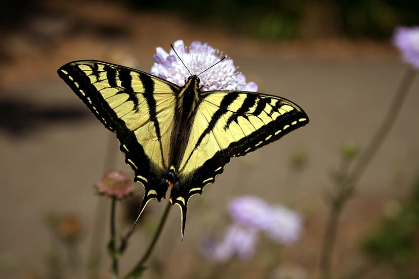 File:Swallowtail butterfly 2.JPG - Wikimedia Commons