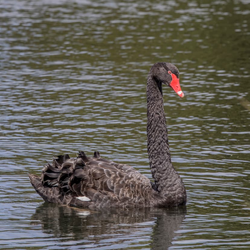 File:Black swan (Cygnus atratus) Scottsdale.jpg - Wikimedia Commons