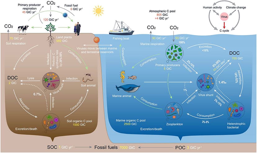 File:Viral impacts on ecosystem carbon cycles.jpg - Wikimedia Commons