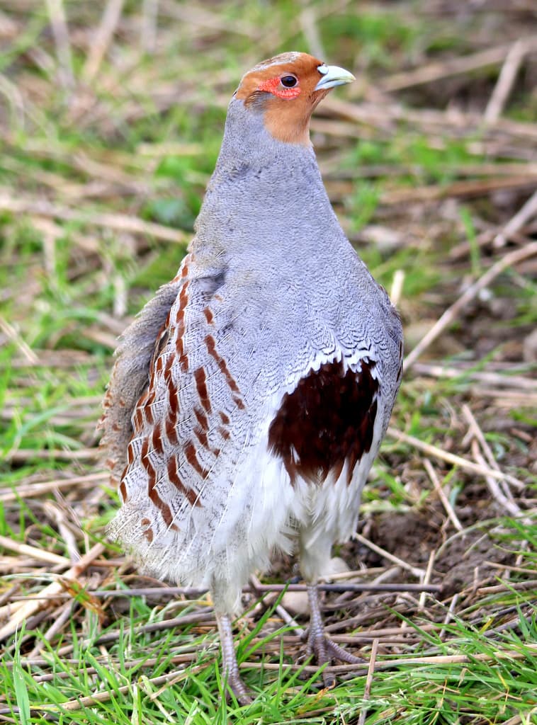 File:Perdix perdix Turvey 3.jpg - Wikimedia Commons
