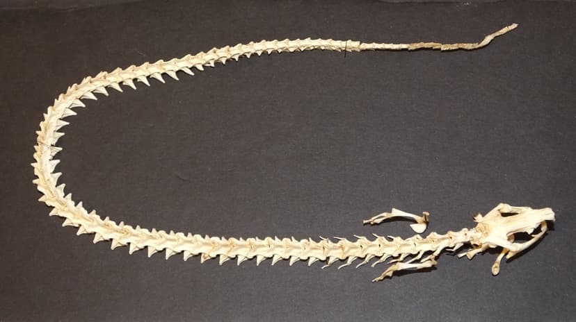 File:Siren Lacertina Skeleton (2).jpg - Wikimedia Commons