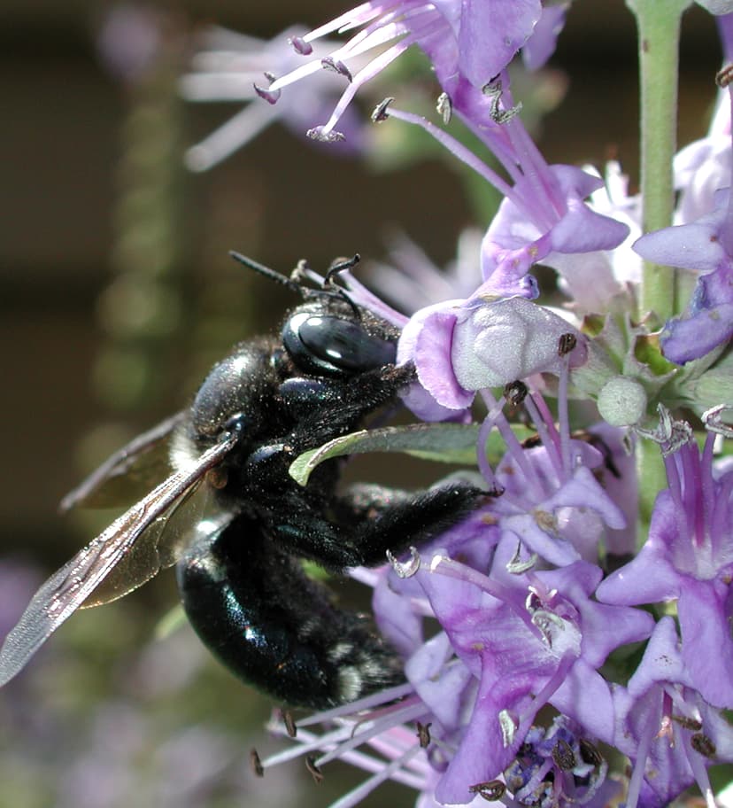 File:Xylocopa micans.JPG - Wikimedia Commons