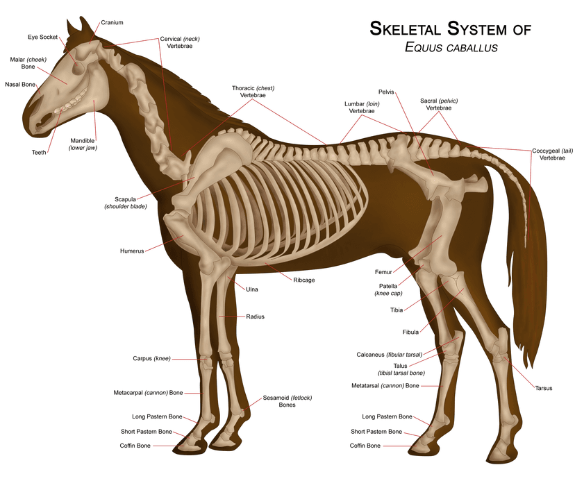 File:Horseanatomy.png - Wikipedia