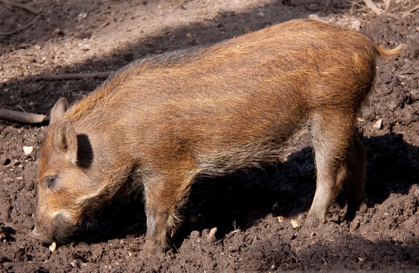 File:Young Wild Boar (5696463735).jpg - Wikipedia