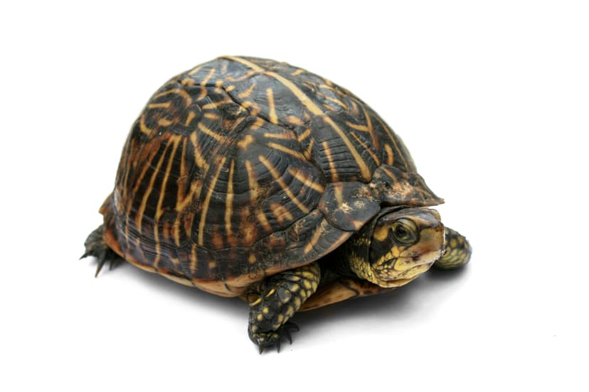 File:Florida Box Turtle Digon3.jpg - Wikipedia