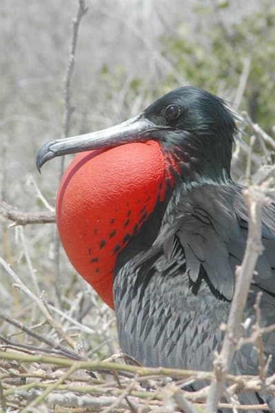 File:Male Frigate bird.jpg - Wikipedia