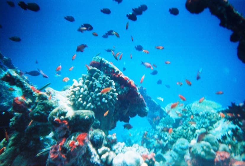 File:Maldivesfish2.jpg - Wikipedia