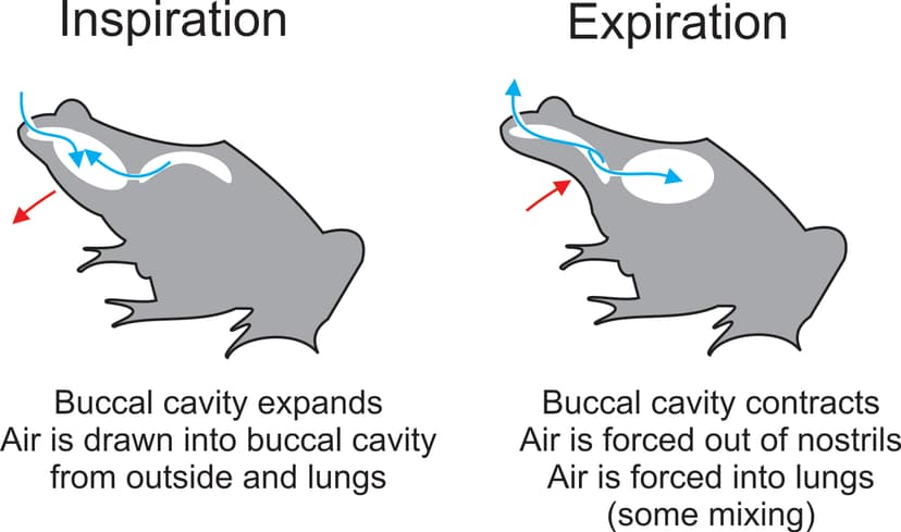 File:Two stroke buccal pumping.jpg - Wikimedia Commons