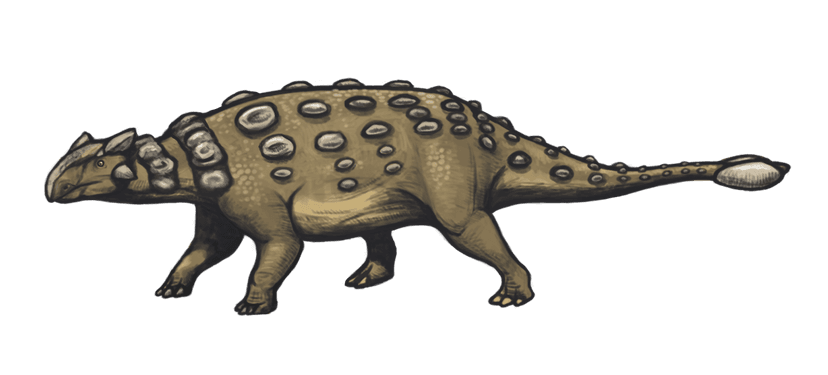 File:Ankylosaurus magniventris reconstruction.png - Wikipedia