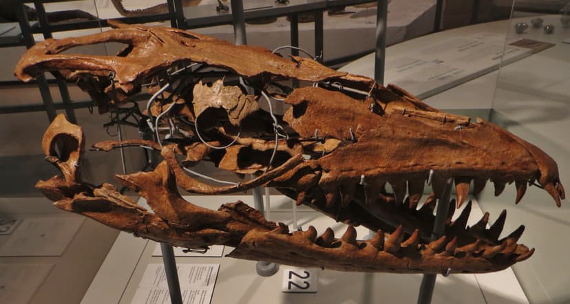 File:Prognathodon solvayi 4567.JPG - Wikimedia Commons