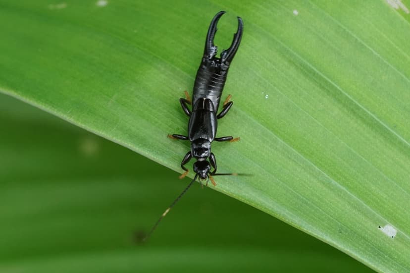 File:Dermaptera (Earwig) 06315.jpg - Wikimedia Commons
