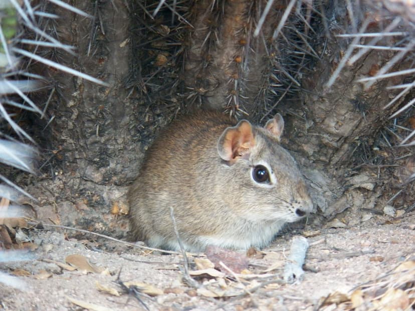 Meerschweinchen – Wikipedia