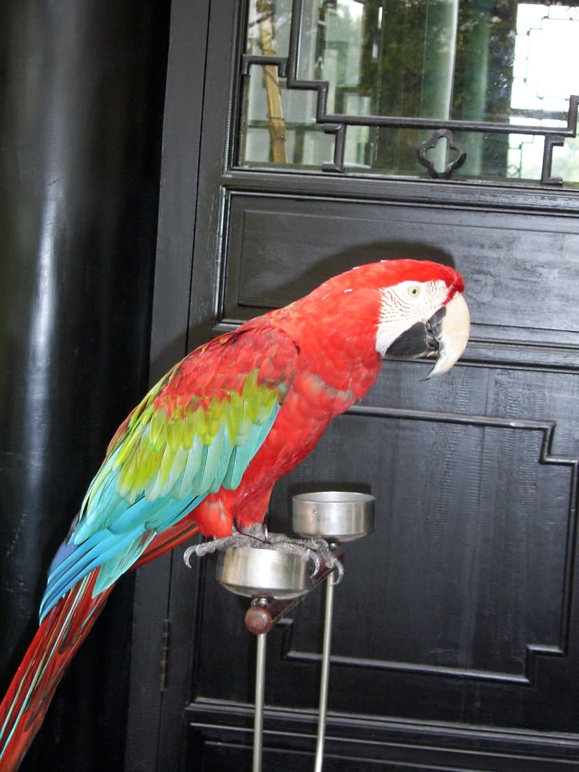 File:Psittaciformes-hangzhou.JPG - Wikimedia Commons
