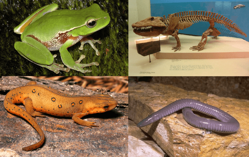 File:Amphibians2.png - Wikimedia Commons