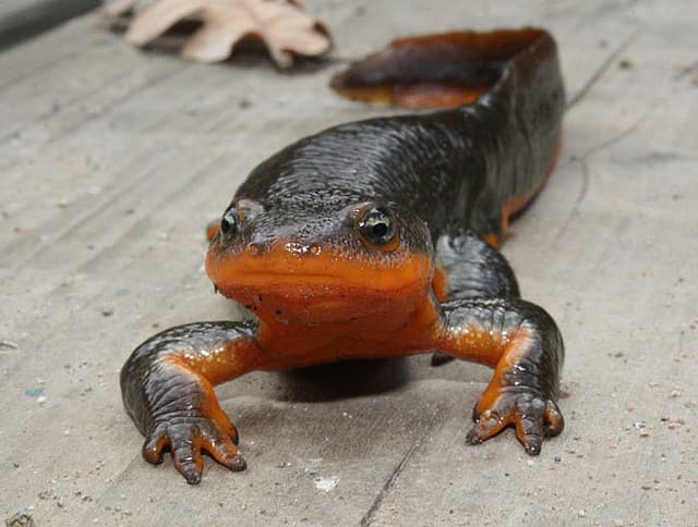 File:California Newt.jpg - Wikipedia