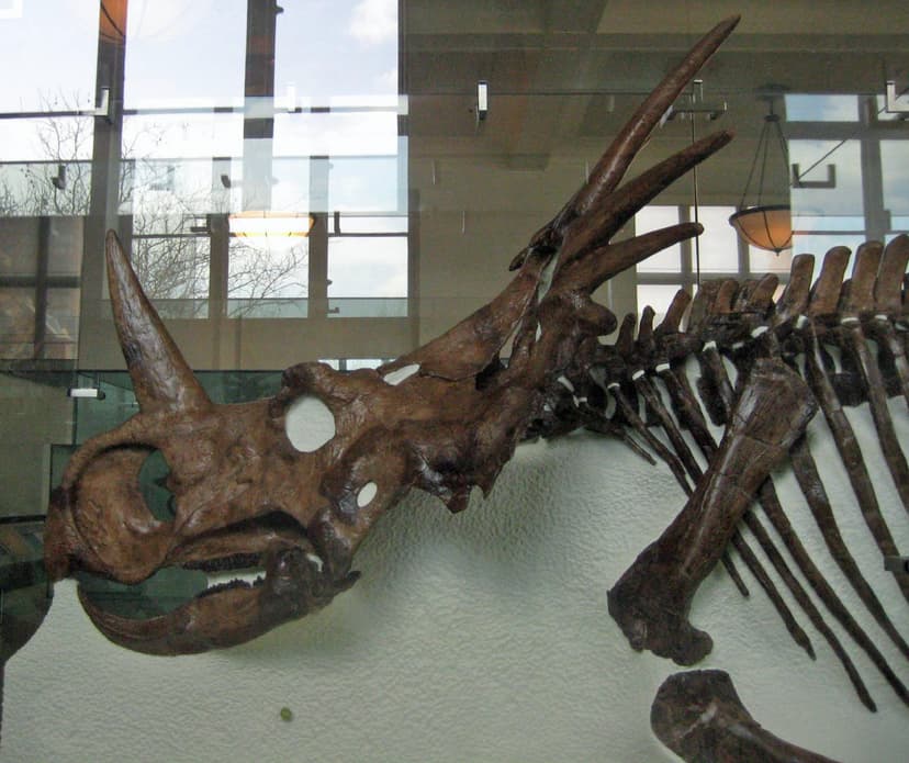 File:Styracosaurus albertensis skull.JPG - Wikipedia