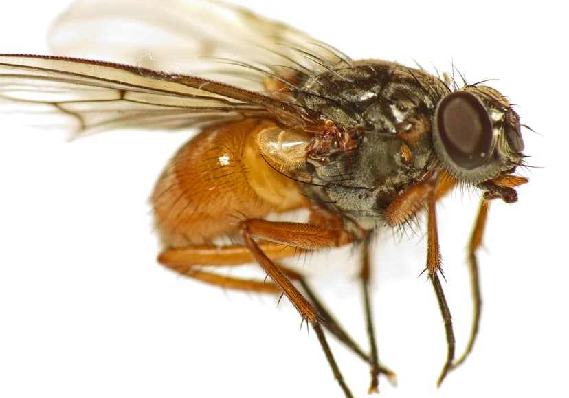 File:Phaonia subventa (14285927900).jpg - Wikimedia Commons