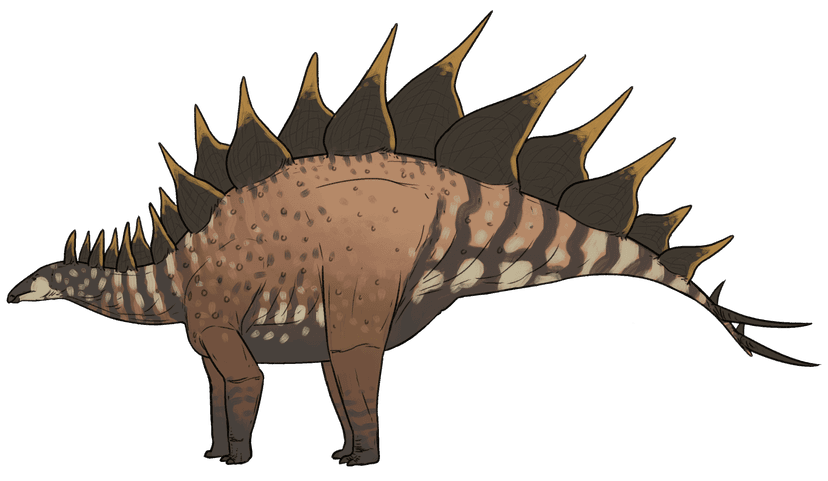 File:Stegosaurus ungulatus.png - Wikimedia Commons