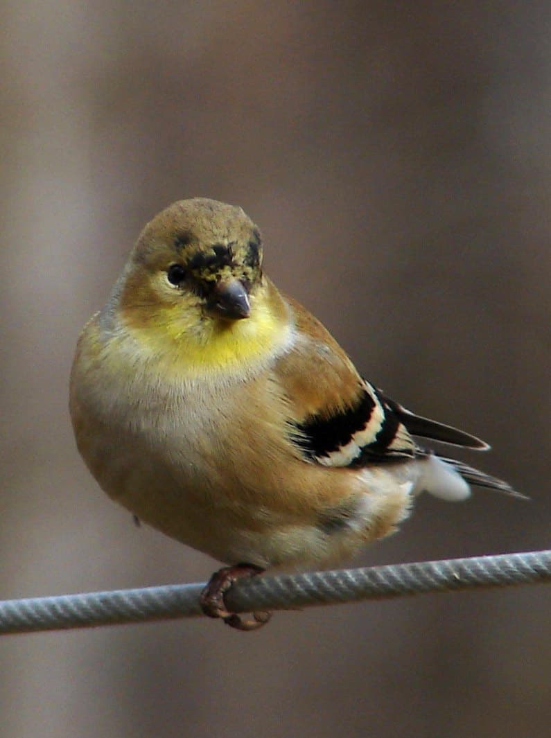 File:American goldfinch winter f.jpg - Wikipedia