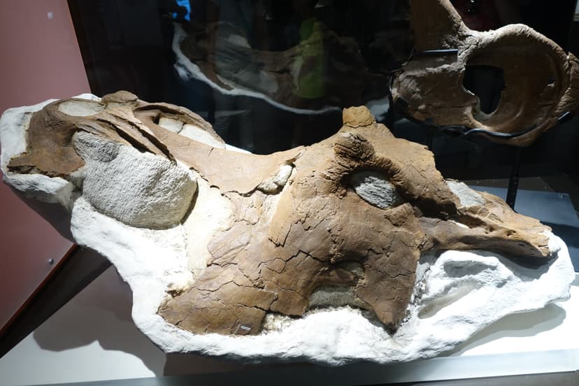 File:Centrosaurus apertus skull Royal Tyrrell 1.jpg - Wikimedia ...