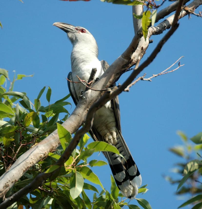 List of birds of Queensland - Wikipedia