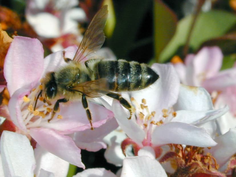 File:Dawn Endico Bee.jpg - Wikimedia Commons