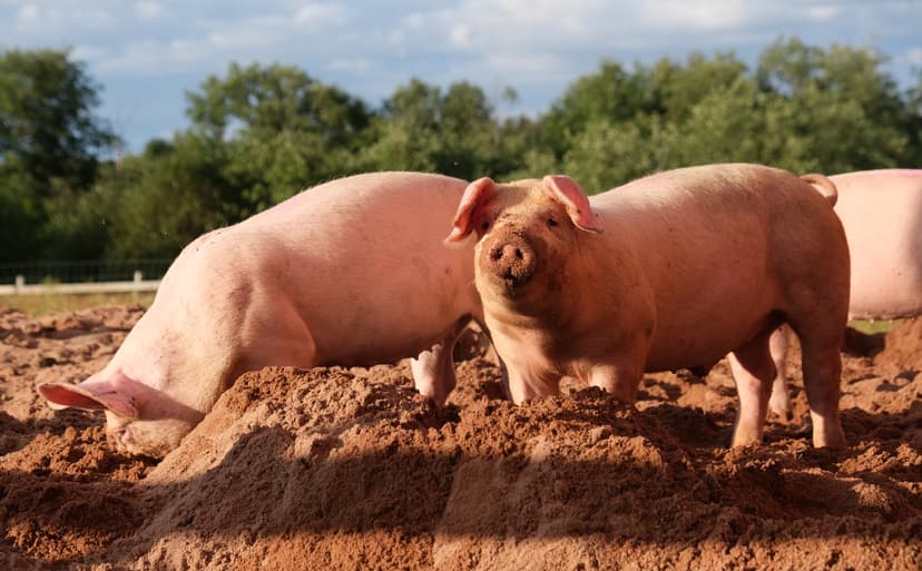 File:Pig farm Vampula 1.jpg - Wikimedia Commons
