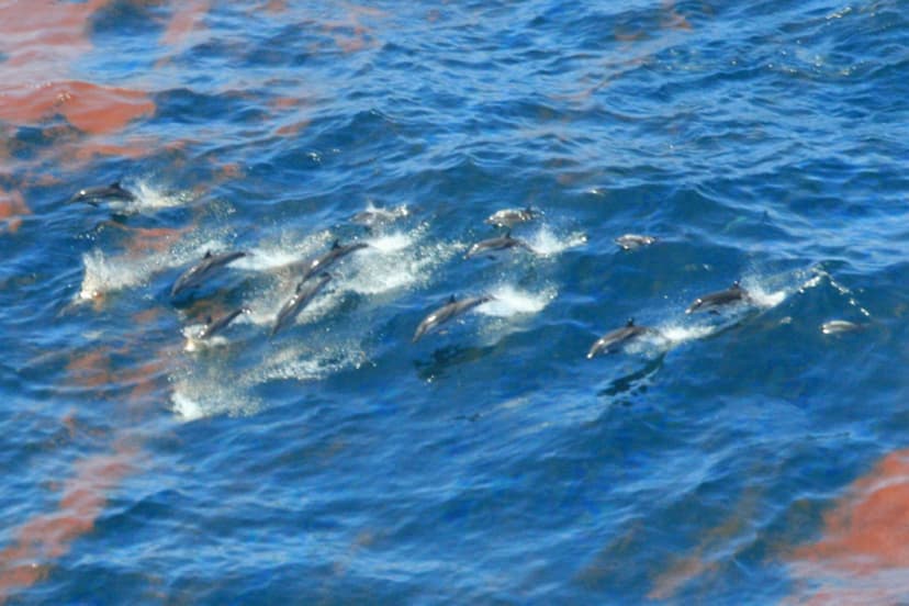 File:Striped Dolphins.jpg - Wikimedia Commons