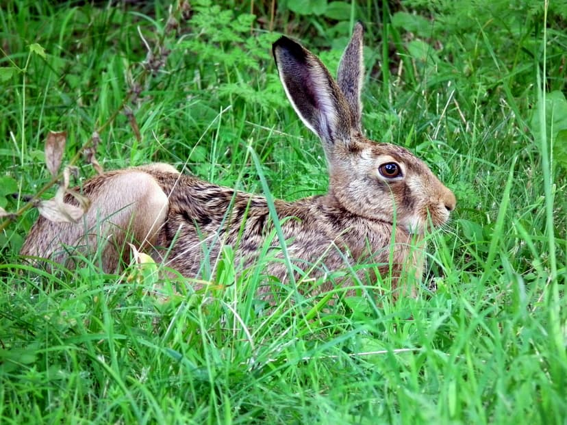 File:Lepus europaeus 2010.JPG - Wikimedia Commons
