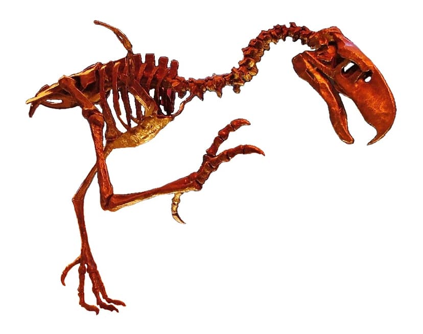 File:Phorusrhacid skeleton white background.jpg - Wikipedia