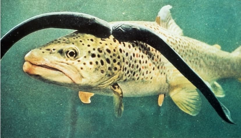 File:Sea lamprey on brown trout flipped.jpg - Wikipedia